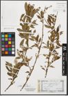 Foto von Salix triandra L.